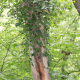 Baum mit Efeu - Artenschutz